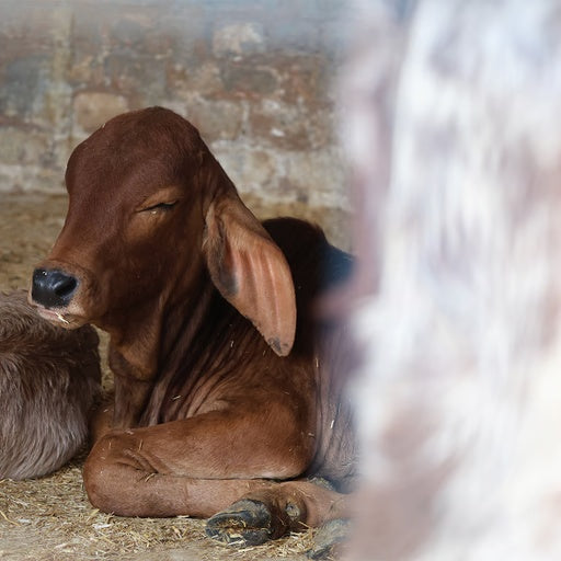 The Indian Cow