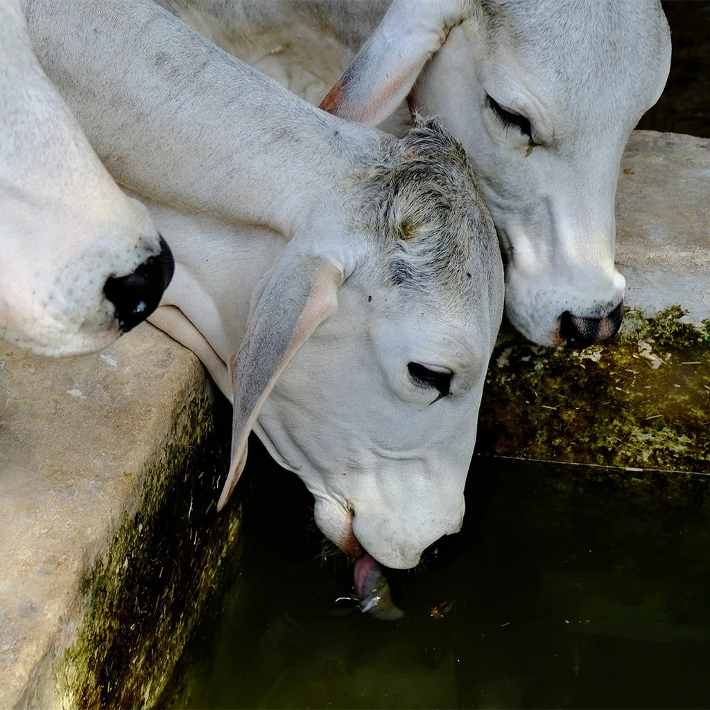 Goshala Photo