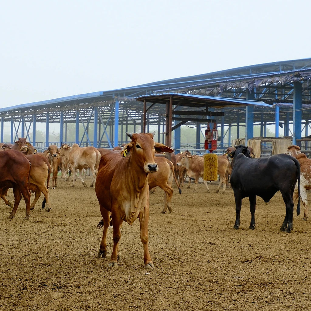 Goshala Photo